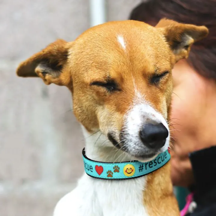 Collar | #Rescue